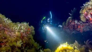 Night Diver