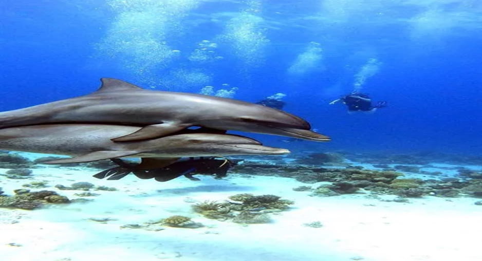 Delfine unter Wasser bei Taucher