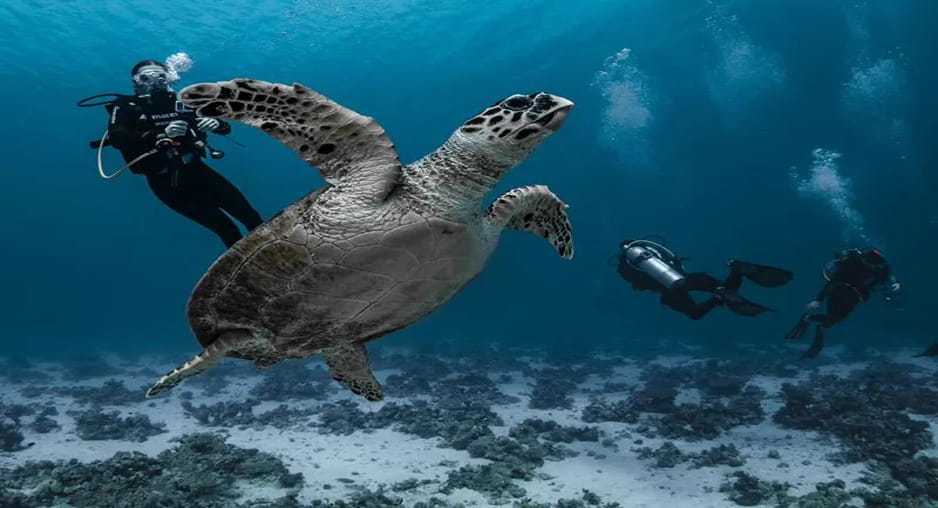 Schildkröte bei tauchen in Hurghada